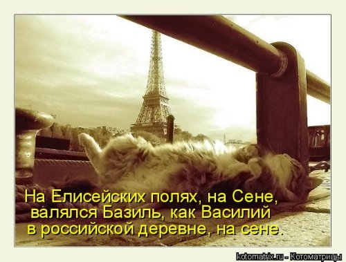 Лучшая котоматрица недели Лучшая котоматрица недели смешные картинки