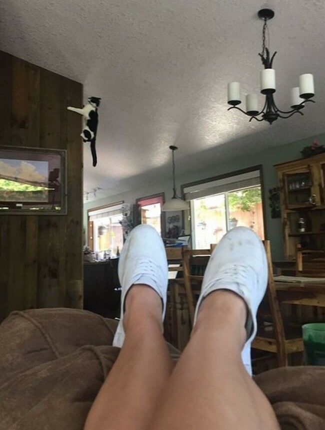 Забавные фотоистории из жизни кошек позитив,Смешные животные