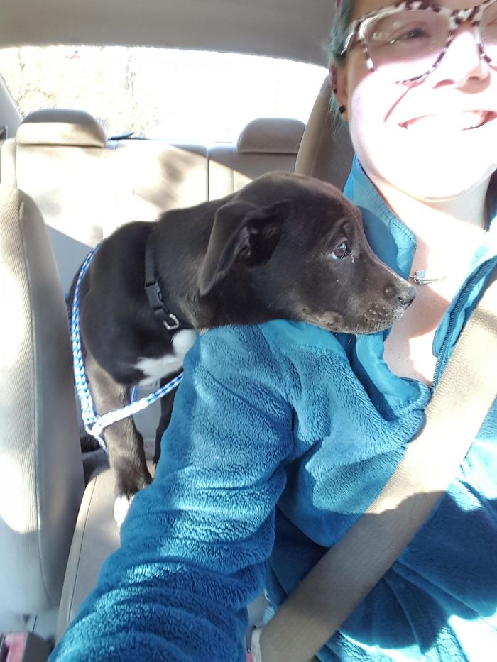 Adopted This Girl From The Pound. She Rode Like This The Whole Way Home