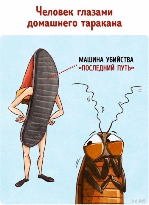 Человек глазами животных (9 фото)