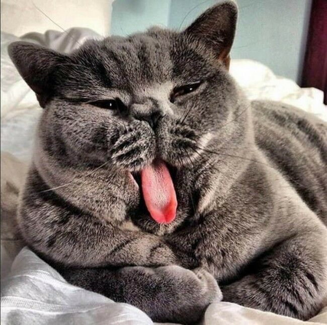 Забавные фотоистории из жизни кошек позитив,Смешные животные