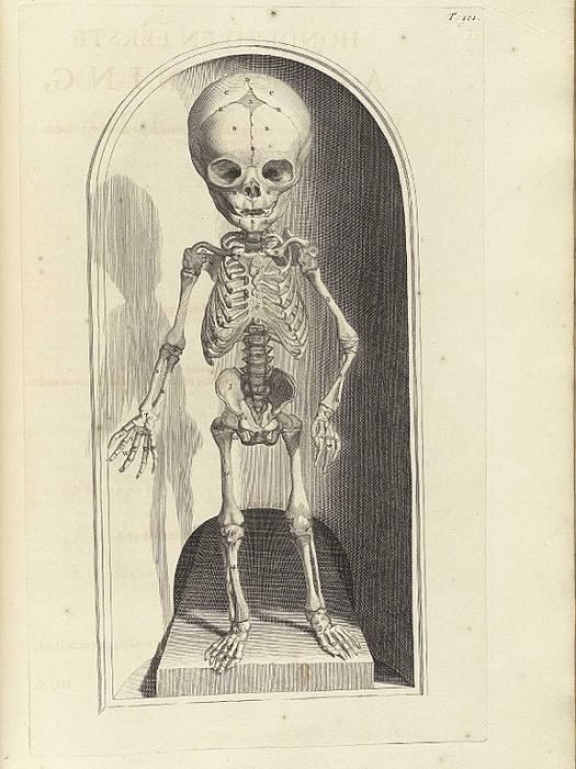 Скелет младенца в книге Anatomia humani corpois Говерта Бидлоо, 1690 год. | Фото: upload.wikimedia.org.