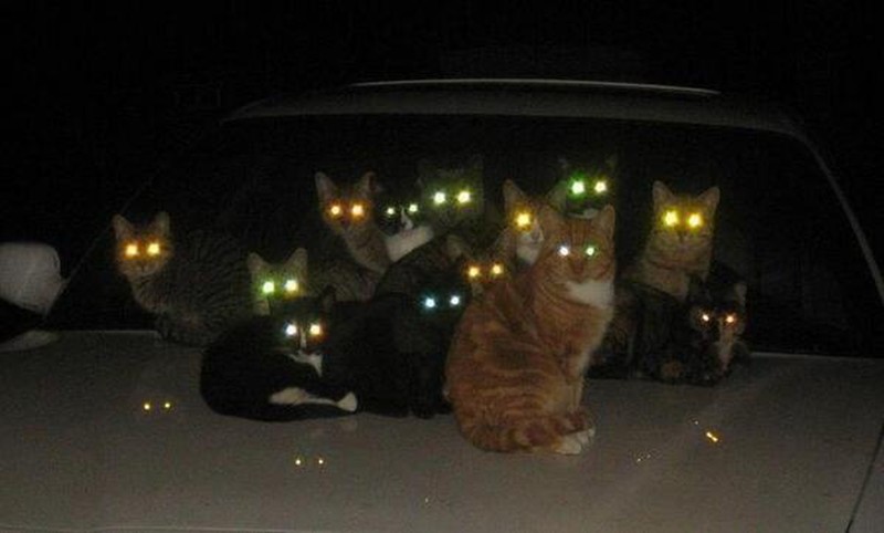 Шабаш индивидуальность, кошка, юмор