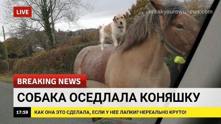 Доброжелательные новости, которые мы заслуживаем животные, интересное, новости, фотоприкол