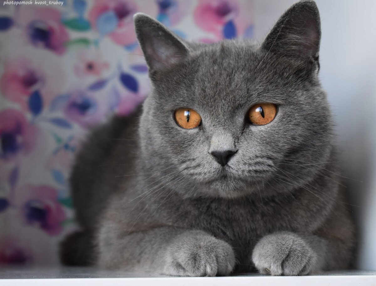 Цвет глаз у британских кошек