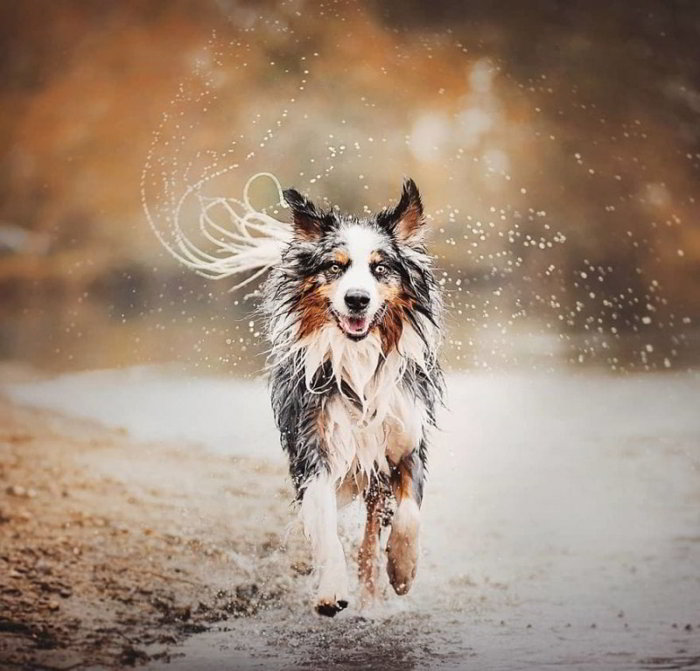 Девушка из Чехии делает потрясающие снимки собак, которые показывают их красоту и эмоциональность наши любимцы