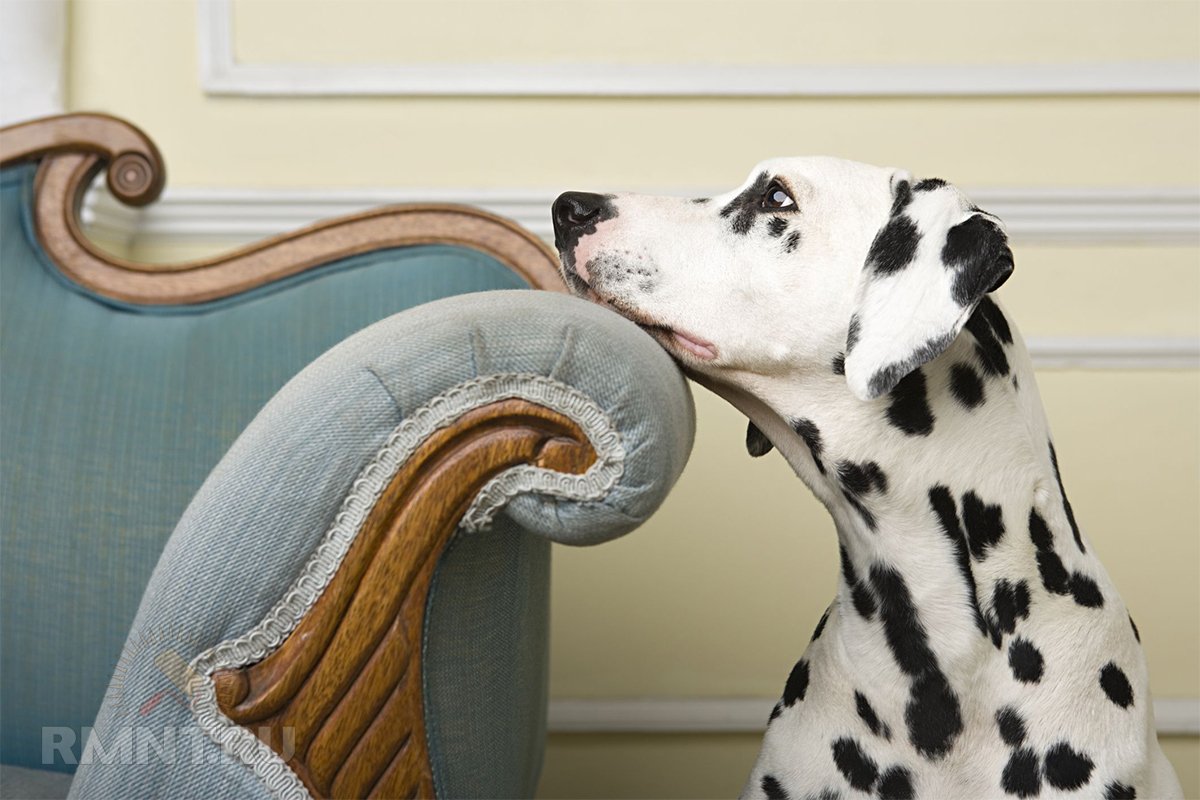 Собака на диване — выбор обивки  её защита диван, нужно, можно, шерсть, чтобы, собака, вариант, мебели, обивки, лежать, собаке, всегда, размерам, владельцы, кресла, который, чехол, может, питомец, Такие