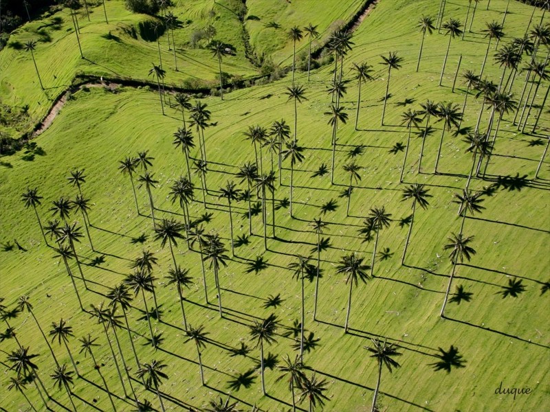 Самая высокая пальма мира Ceroxylon quindiuense (Киндиойская восковая пальма, вырастают до 50-ти метров) деревья, невероятное, природа, удивительное, флора