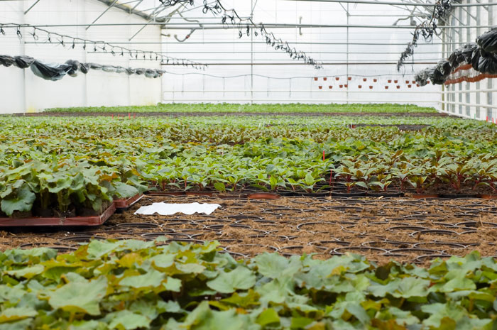 Как оживить закисшую почву