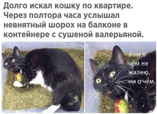 Самые прикольные фотомемы дня!