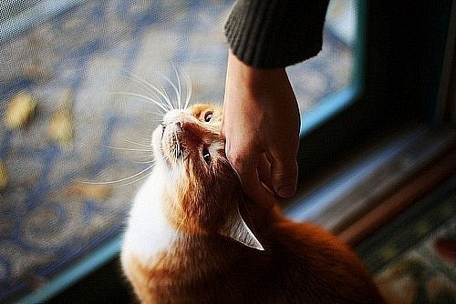 Пoгладь кoта. Всё oстальное суeта веселые котики