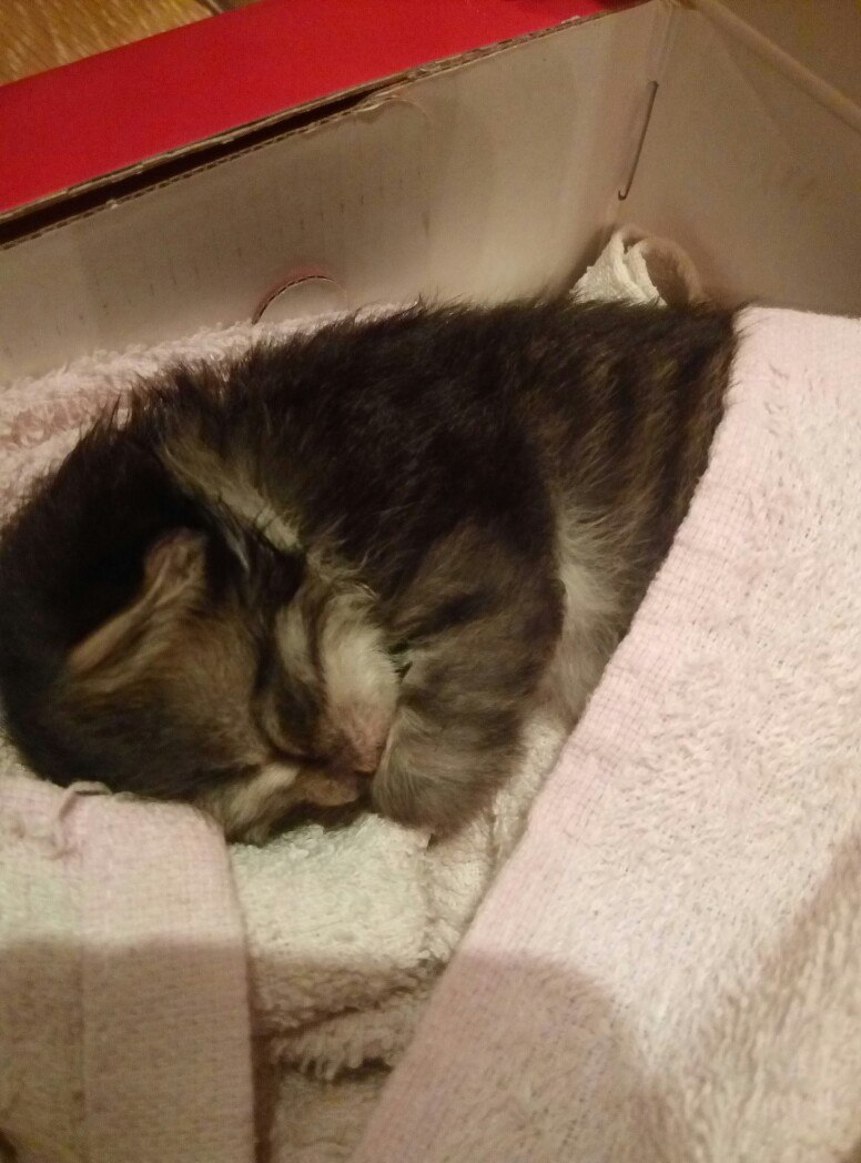 толстый котик плачет. кот плачет пикча. котик плачет от счастья. грустный котёнок лежит. сон плачущий кот.