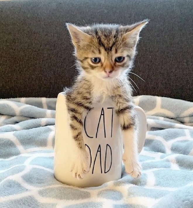 Котенок в чашке