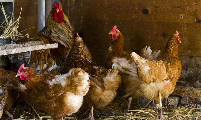 Анекдоты про деревню. Часть 2 анекдоты