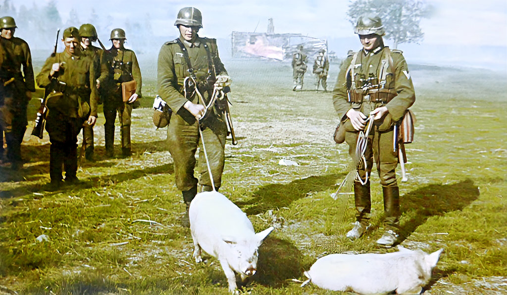 Солдаты вермахта угоняют свиней из сожженной советской деревни.