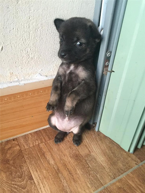 Не верь тому, что видишь! Вся правда о трагической истории обнимающихся щенков не всё так грустно