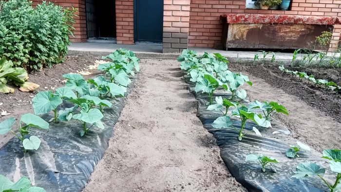 Лайфхак огороднику: Сажаем огурцы под пленку и забываем про полив на весь сезон дача,овощи,полезные советы,сад и огород