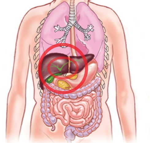 Изображение тела человека печень. Внутренние органы человека. Печень анатомия расположение. Внутренние органы печень.