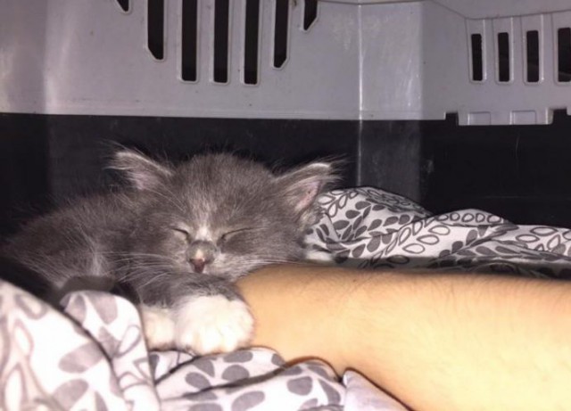  “Не бойся, я всё знаю!” Приютский кот принял бездомного котенка, как родного