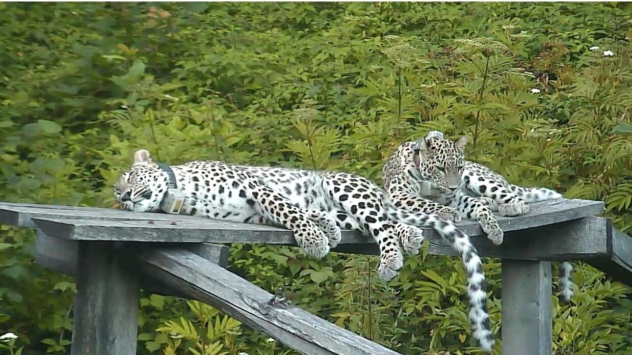 Президент РГО Шойгу назвал важным этапом выпуск леопардов в дикую природу