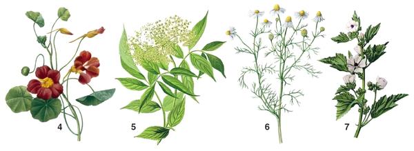 Лекарственные растения: 4 - настурция; 5 - бузина черная; 6 - ромашка аптечная; 7 - алтей лекарственный