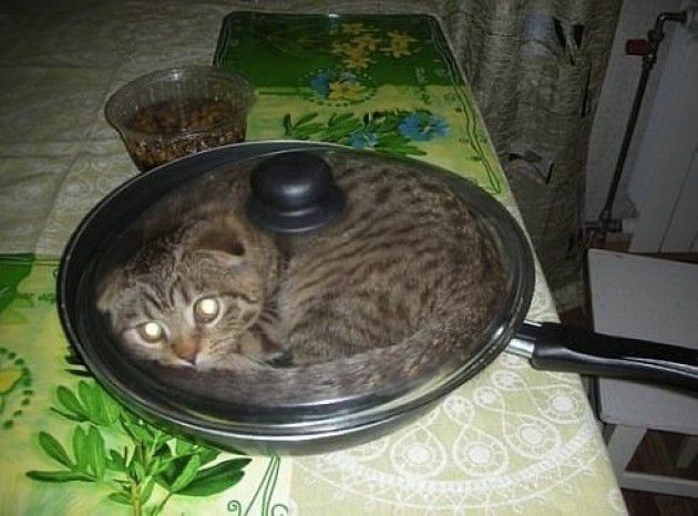 Хозяин, выпусти! 