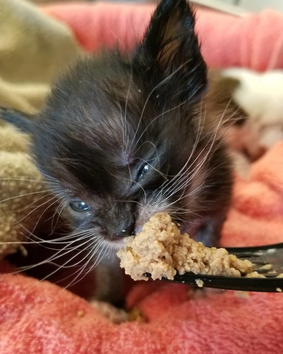 Котёнок размером с суповую ложку решил во что бы то ни стало вырасти большим и сильным Котёнок размером с суповую ложку решил во что бы то ни стало вырасти большим и сильным