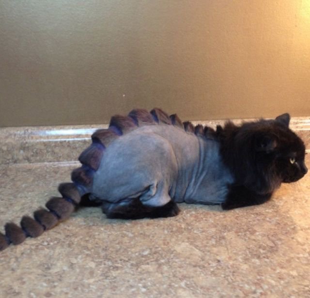 Когда хотел динозавра, но завел кота Когда хотел динозавра, но завел кота