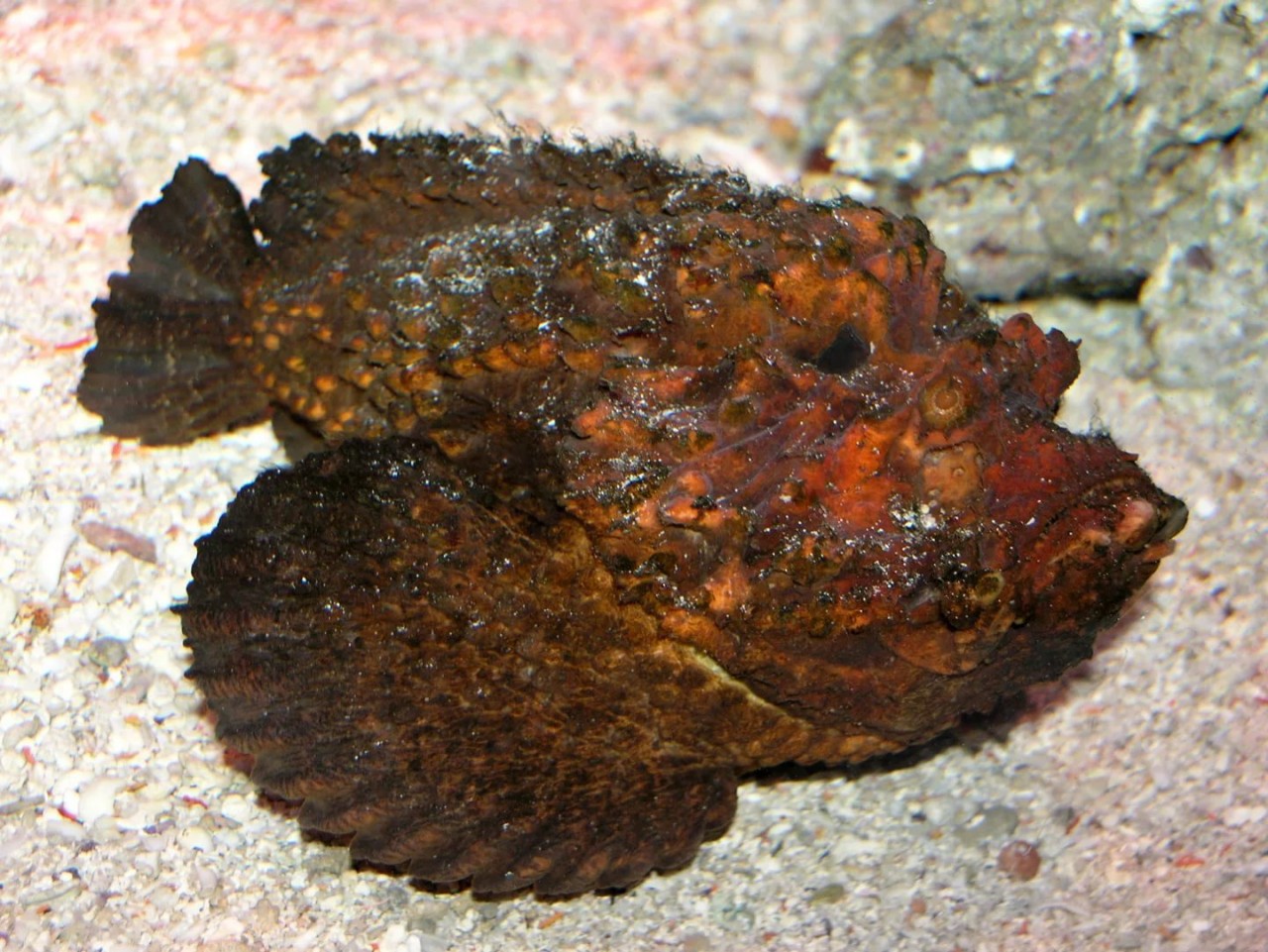 ryba-kamen