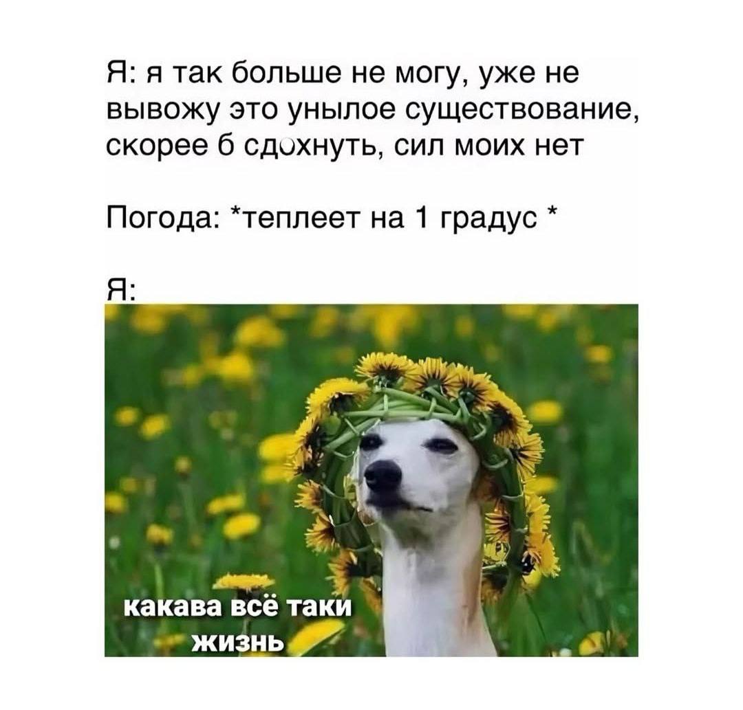 Бодрые, смешные картинки с надписями для хорошего настроения Бодрые, смешные картинки с надписями для хорошего настроения