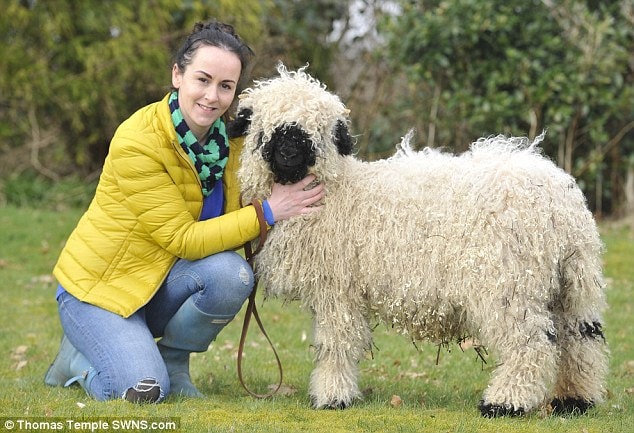 Marley, a Swiss breed, does not like the cold, wind or rain and isn