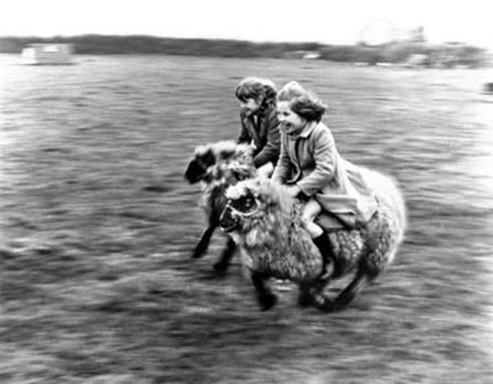 13. Скачки на овцах детство, прошлое, фотография