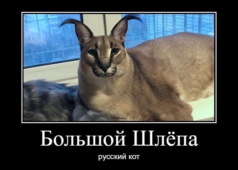 Какой породы шлепа