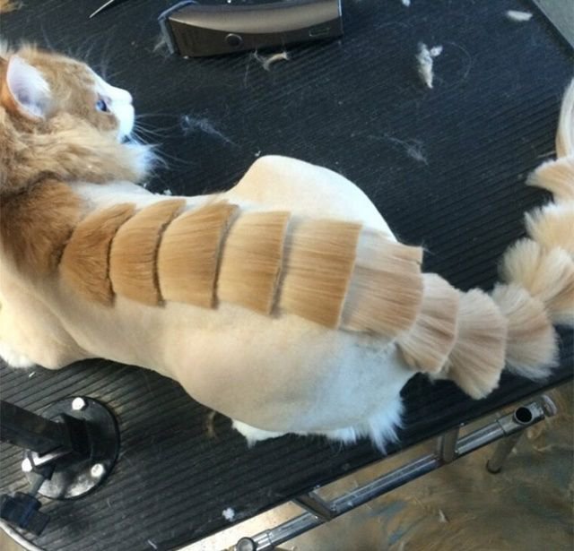 Когда хотел динозавра, но завел кота Когда хотел динозавра, но завел кота