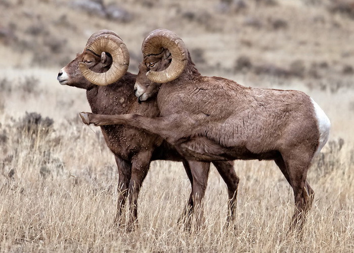 Конкурс на самое забавное фото диких животных The Comedy Wildlife Photography Awards 2016