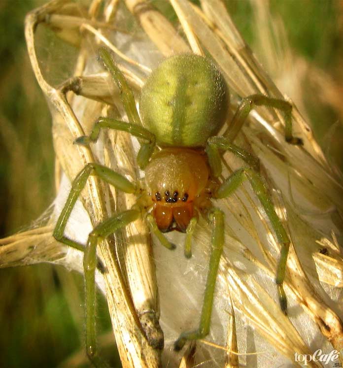 Список опасных пауков: Желтосумный паук