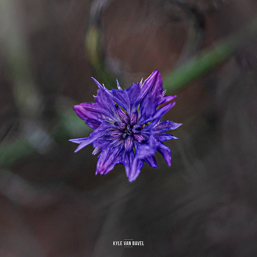 Волшебство макрофотографии 