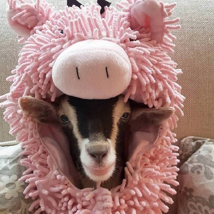 Полли в оригинальном костюме свиньи.