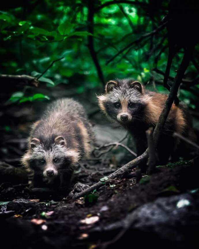 Сказочный лес существует на самом деле, и фотограф из Финляндии это доказывает