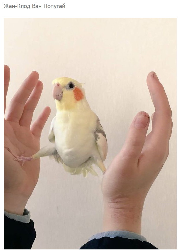 Смешные комментарии и высказывания из социальных сетей высказывания, комментарии, прикол