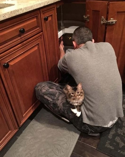 Котёнок, который родился без локтевых суставов Котёнок, который родился без локтевых суставов