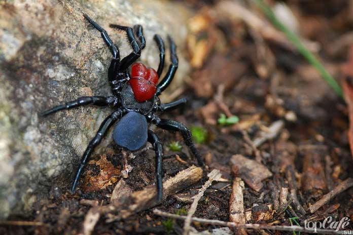 Самые опасные пауки: Мышинный паук