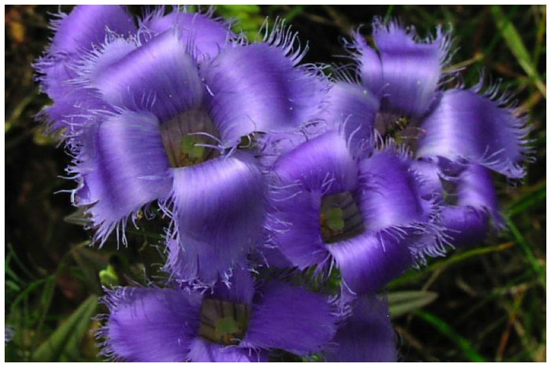 Горечавка реснитчатая Gentiana (Gentianella) ciliata Fringed Gentian интересное, красота, флора, цветы