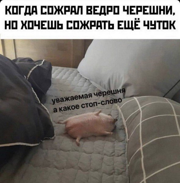 Забавных зверьков вам в ленту! Забавных зверьков вам в ленту!