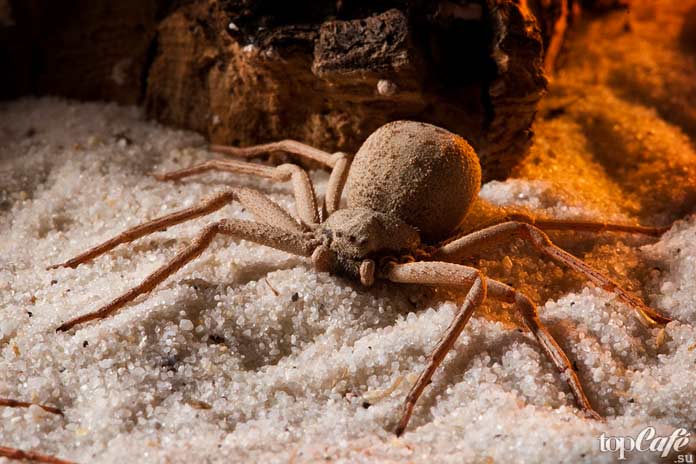 Самые опасные пауки: Шестиглазый песочный паук