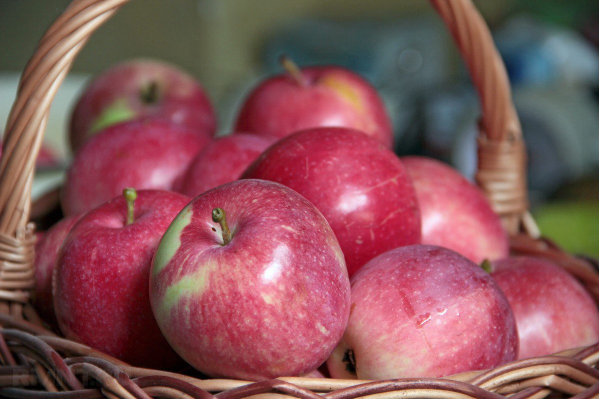 Яблоки бывают разные: разбираемся в популярных сортах яблони