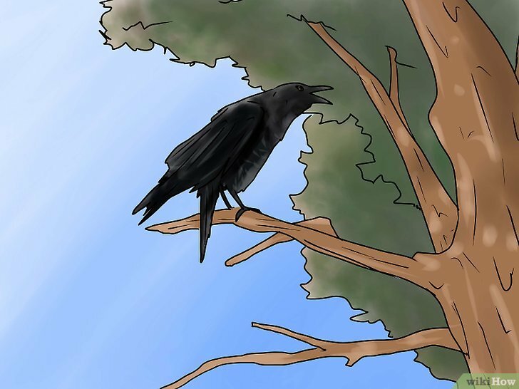Ворона каркает на дереве