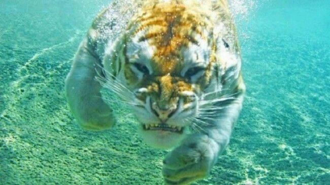 Забавные фотоистории из жизни кошек позитив,Смешные животные