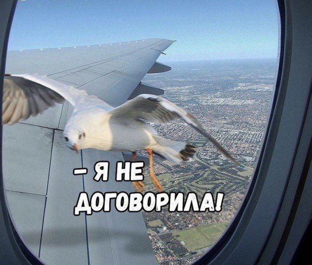 Шутки и мемы из Сети  