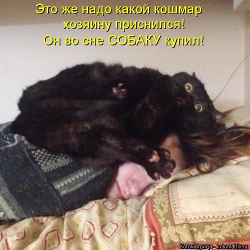 Лучшая котоматрица недели Лучшая котоматрица недели смешные картинки